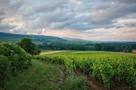 Zones viticoles à Colmar, danger ?